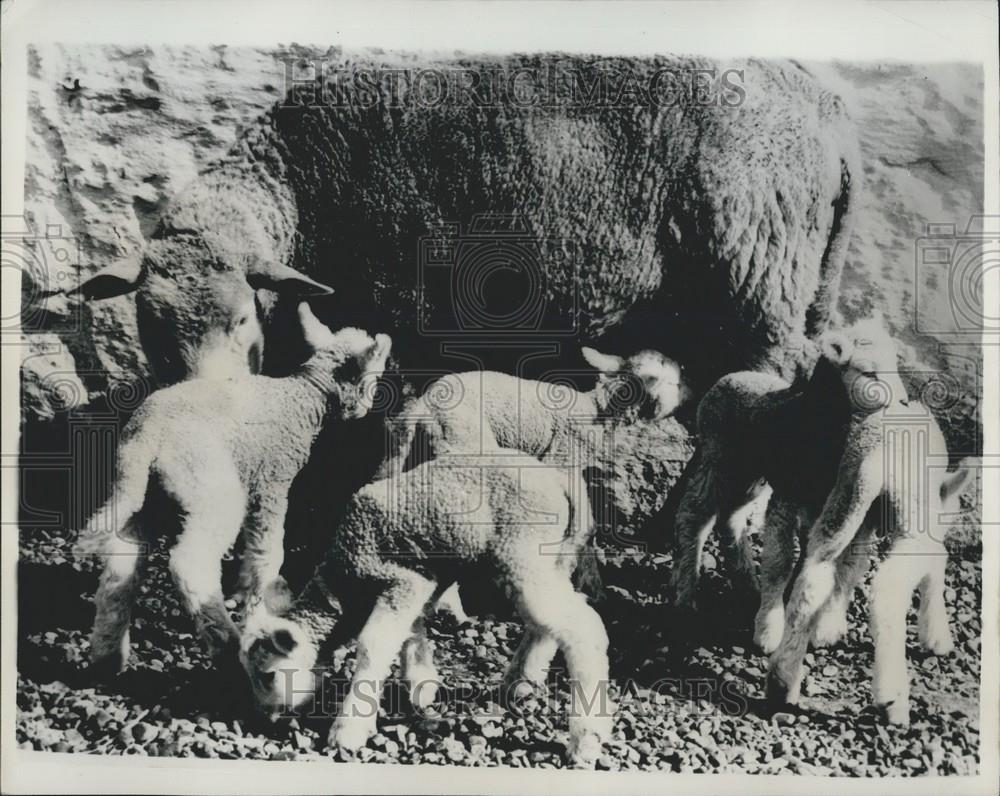 1962 Press Photo Quintuplet Lambs in Jutland - Historic Images