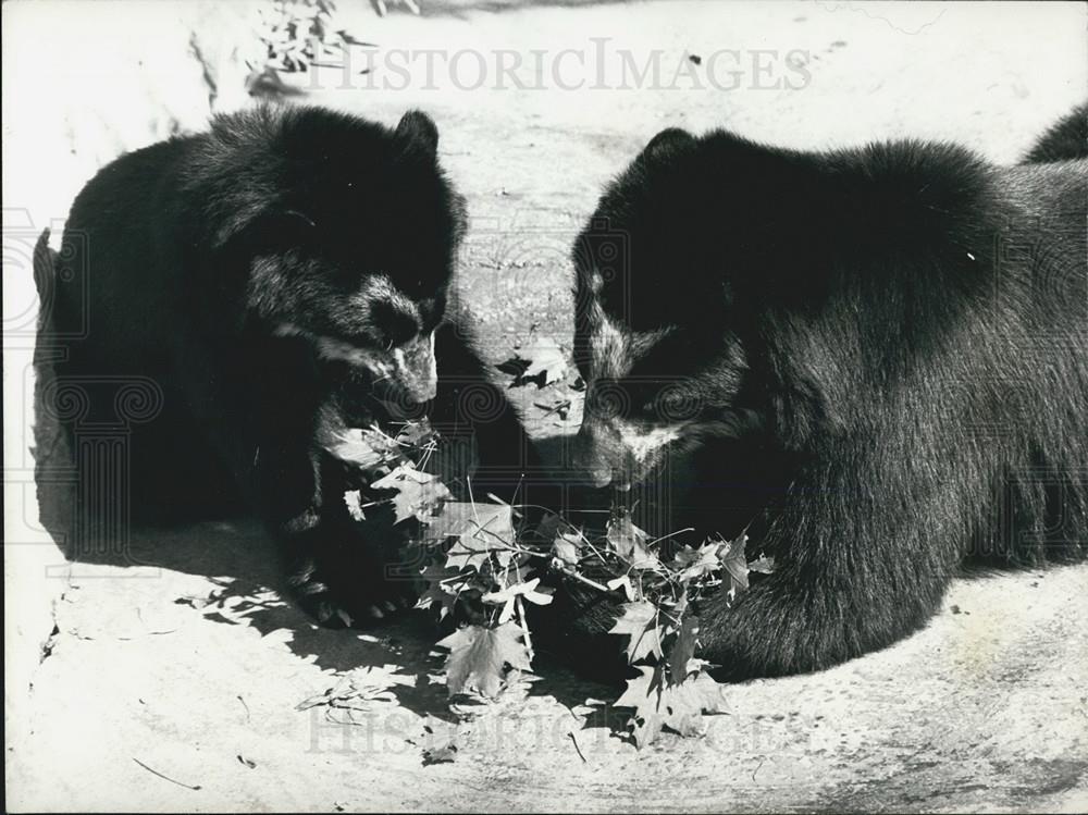 Press Photo Swiss Basle Zoo Bear Learns How To Use Stick To get Maple Leaves - Historic Images