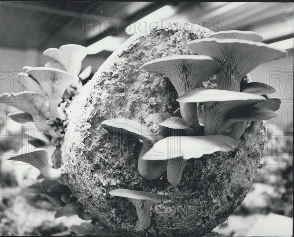 Press Photo Oyster-Mushrooms"/Ostreatus Pleaurotus - Historic Images