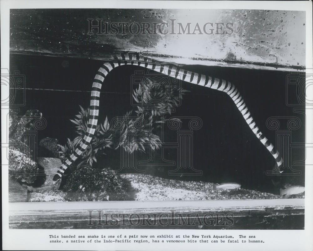 Press Photo Banded Sea Snake Exhibit New York Aquarium - Historic Images