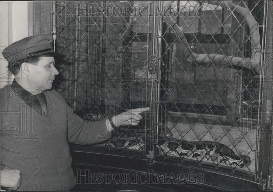 1964 Press Photo Keeper Points To Broken Glass Cage Attempted Theft Python Paris - Historic Images