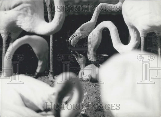 1983 Press Photo young flamingos in Basle Zoo - Historic Images