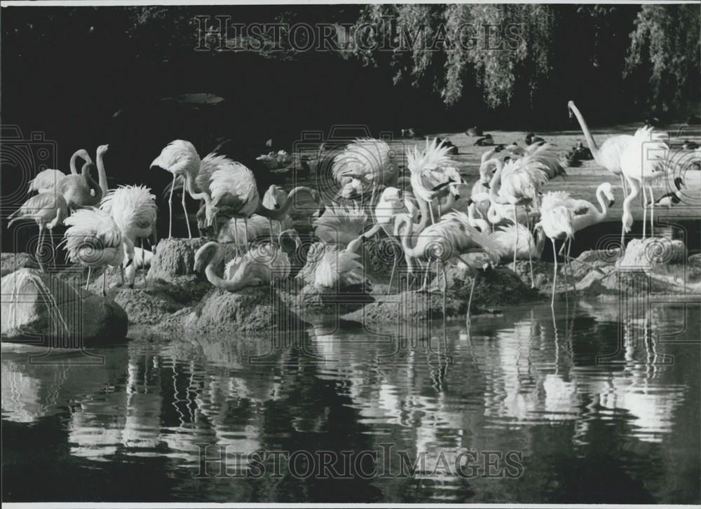 Press Photo Flamingos Hamburg West Germany Zoo Hagenbeck - Historic Images