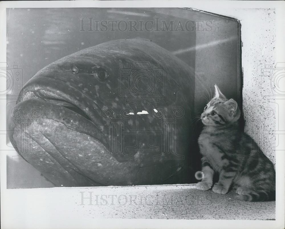 Press Photo Kitten Watches As Groper Goes By - Historic Images