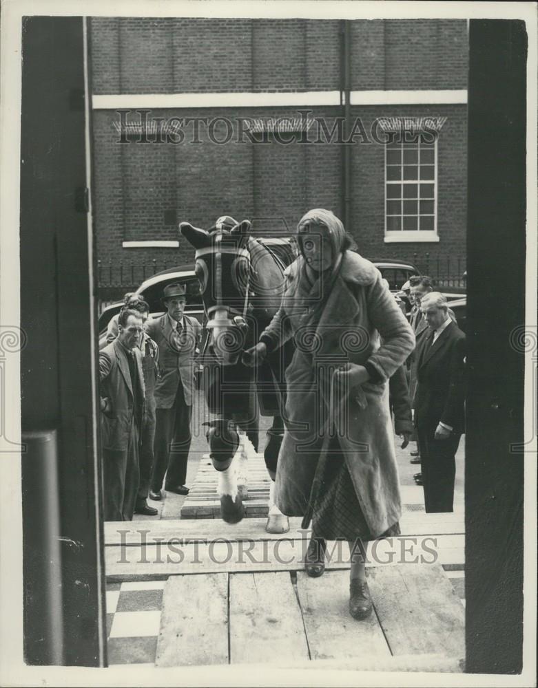 Press Photo ÃƒÂ¢Ã¢Â¬Ã…Rosina CooperÃƒÂ¢Ã¢Â¬Ã‚Â a famous ex polo pony - Historic Images