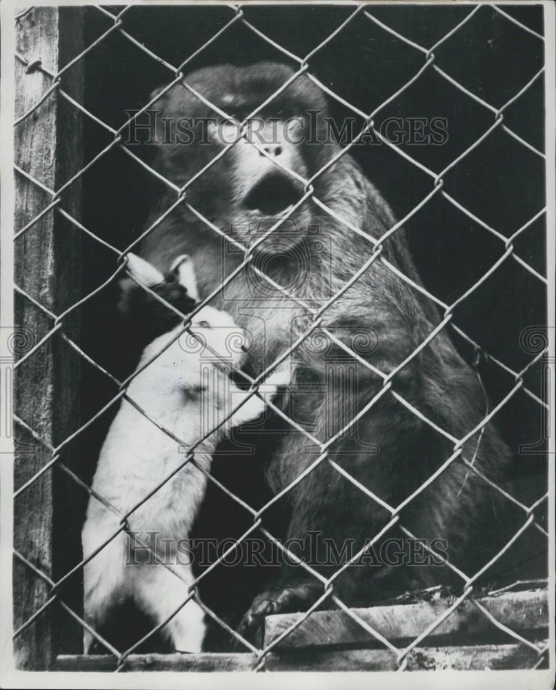 Press Photo Private zoo in Christchurch, New Zealand, rhesus monkey &rrabbit - Historic Images