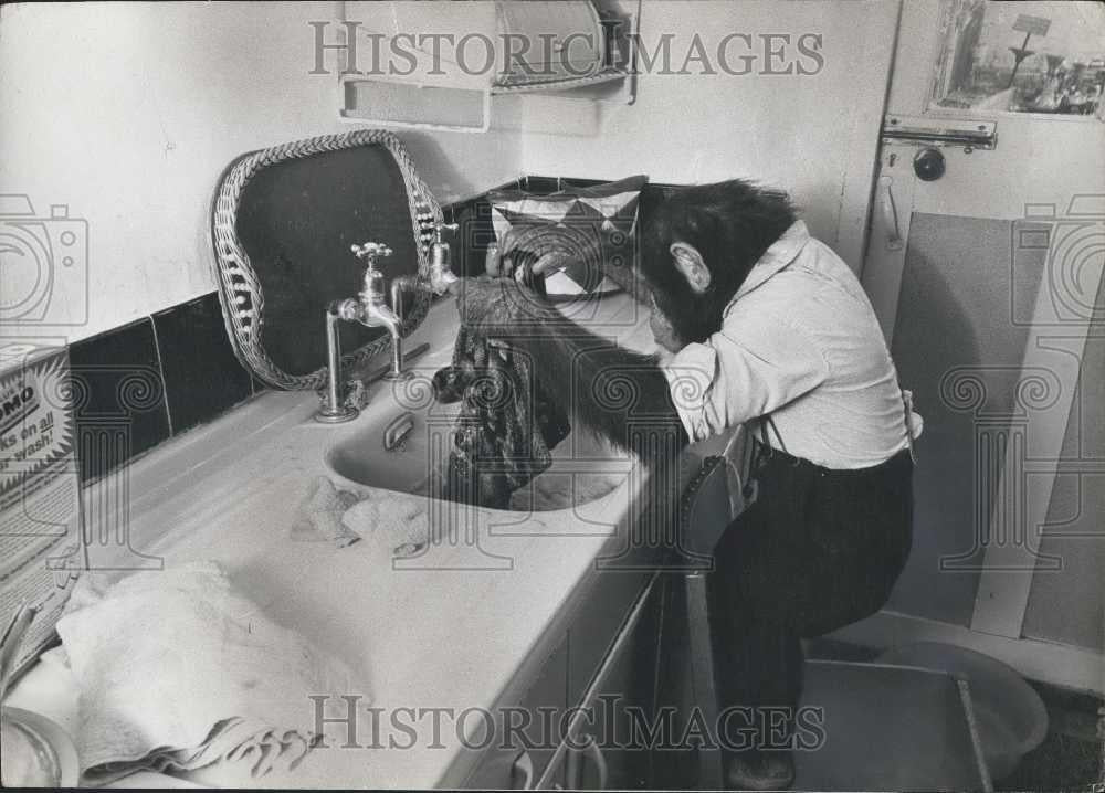 1967 Press Photo Linda the pet chimp stays busy - Historic Images