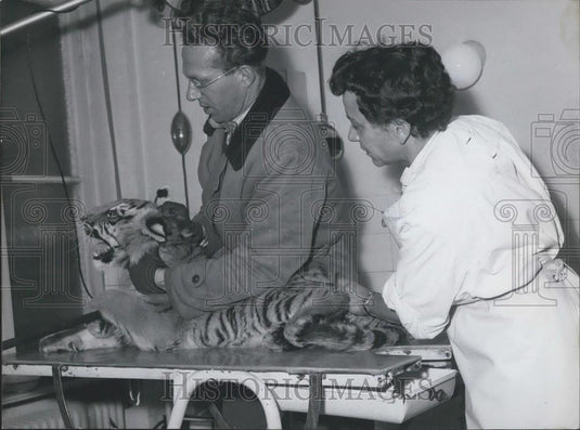 1958 Press Photo Tiger Munich Circus Kron On Operation Table - Historic Images