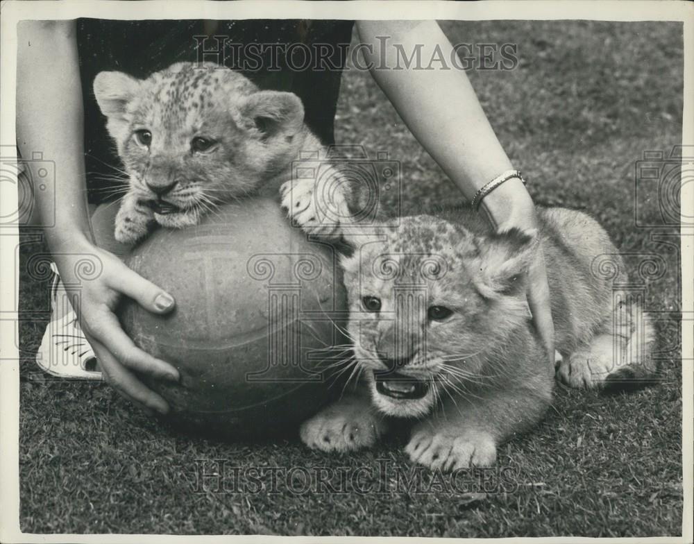 1956 Press Photo Lion Cubs Playing With Ball Chester Zoo - Historic Images