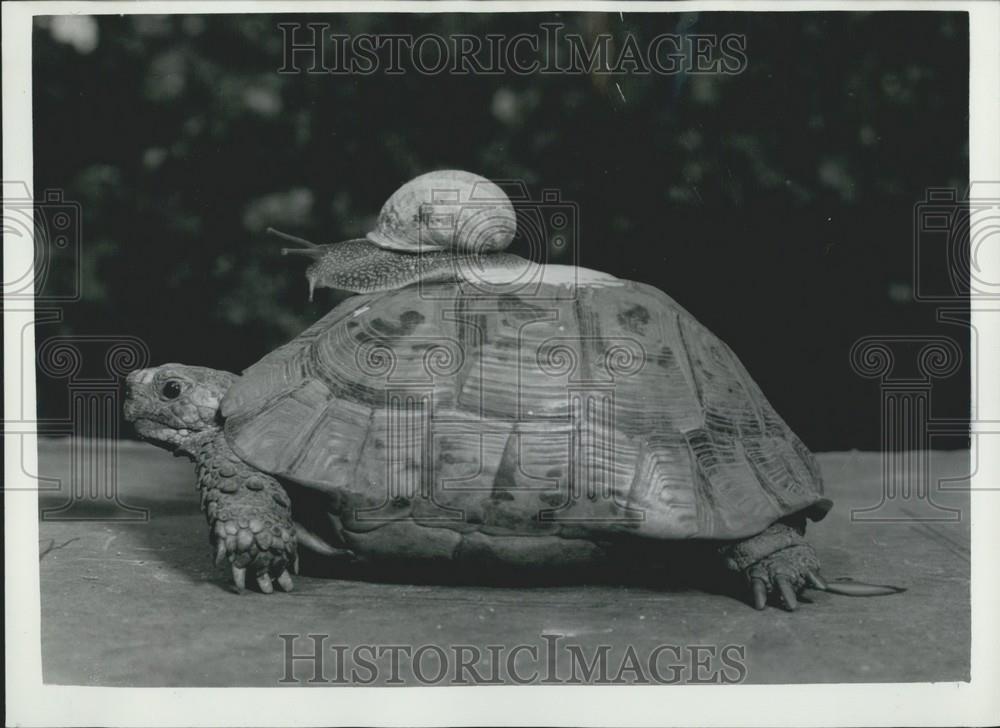 1959 Press Photo &quot;Sammy&quot; the snail &amp; &quot;Tommy&quot; the tortoise - Historic Images