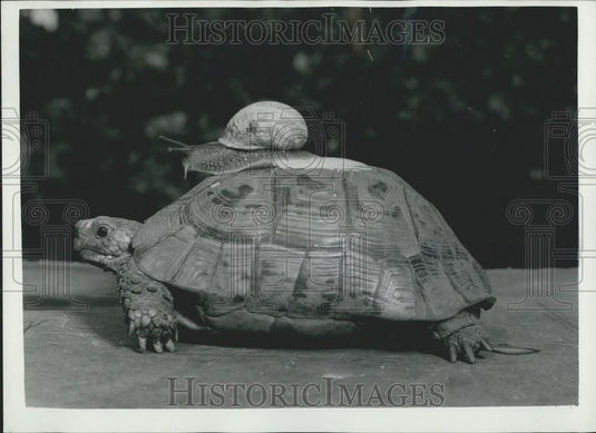 1959 Press Photo "Sammy" the snail & "Tommy" the tortoise - Historic Images