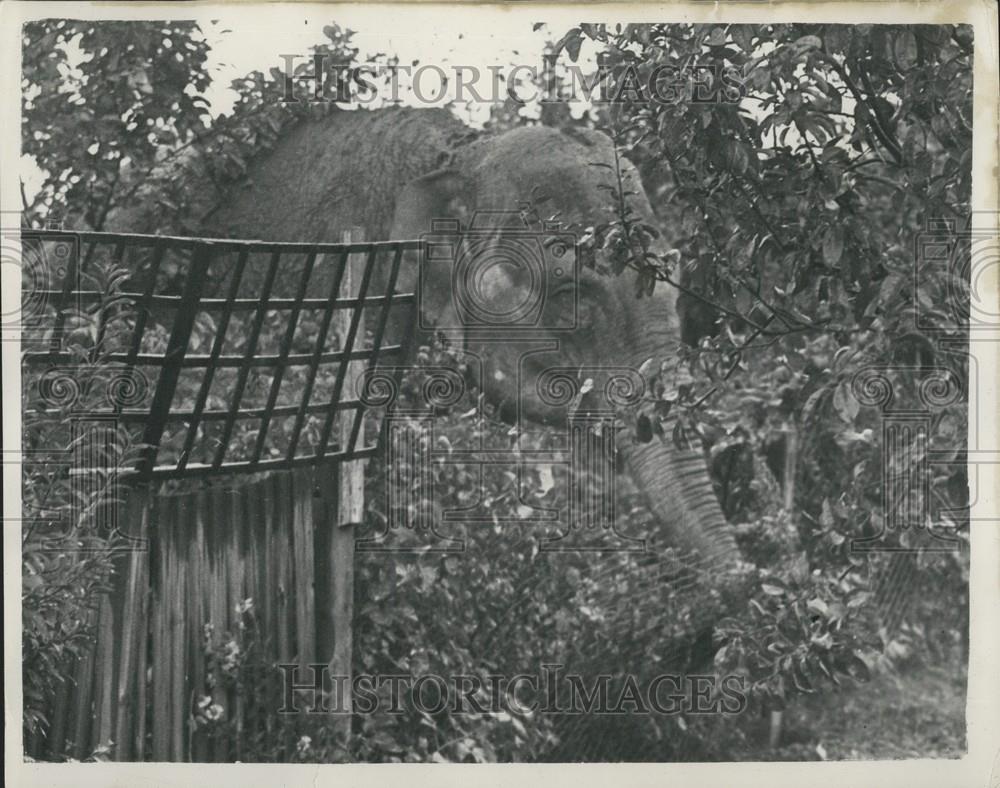 1953 Press Photo Juno Circus Elephant Eats Fruit Alex Smith Survey House - Historic Images