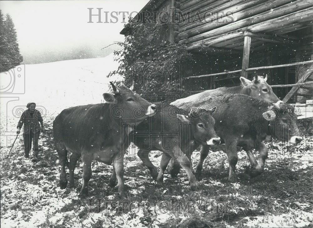 1989 Press Photo Cows, Fideris/Grisons - Historic Images