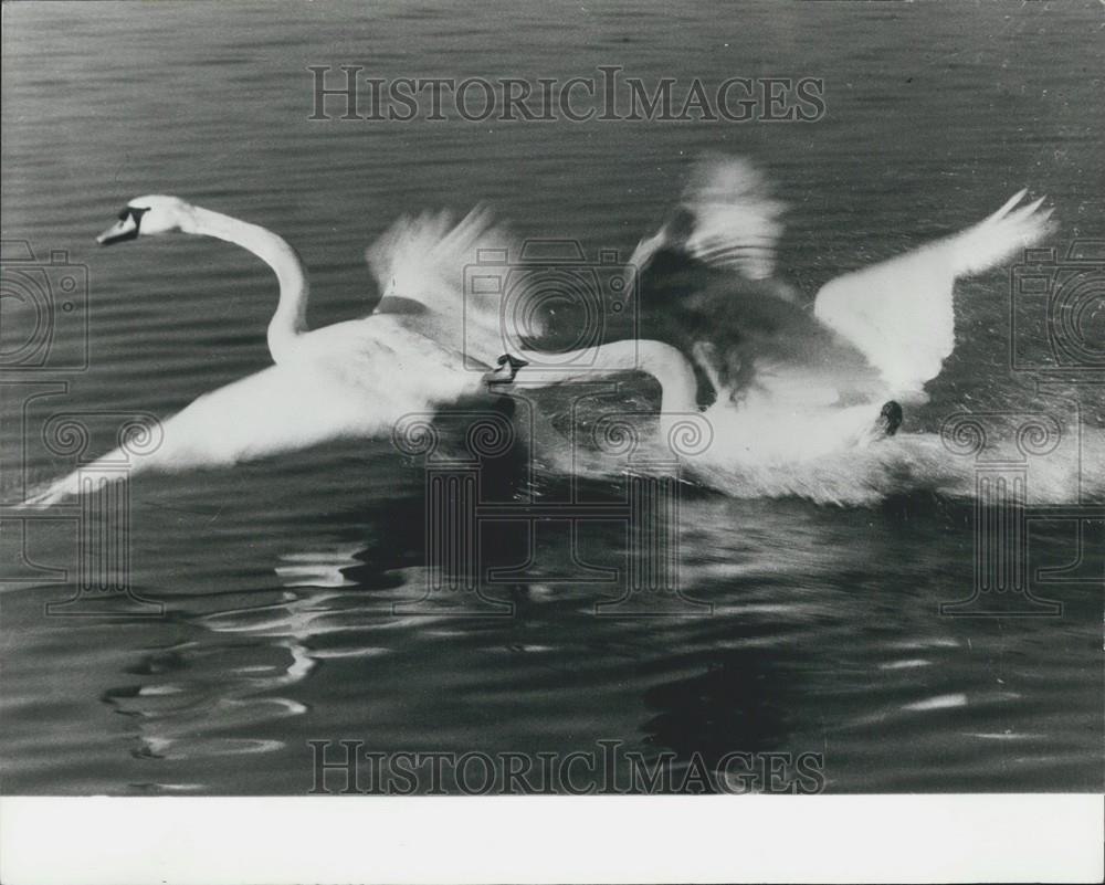 Press Photo Male Swans Fight Over territory In Zurich - Historic Images