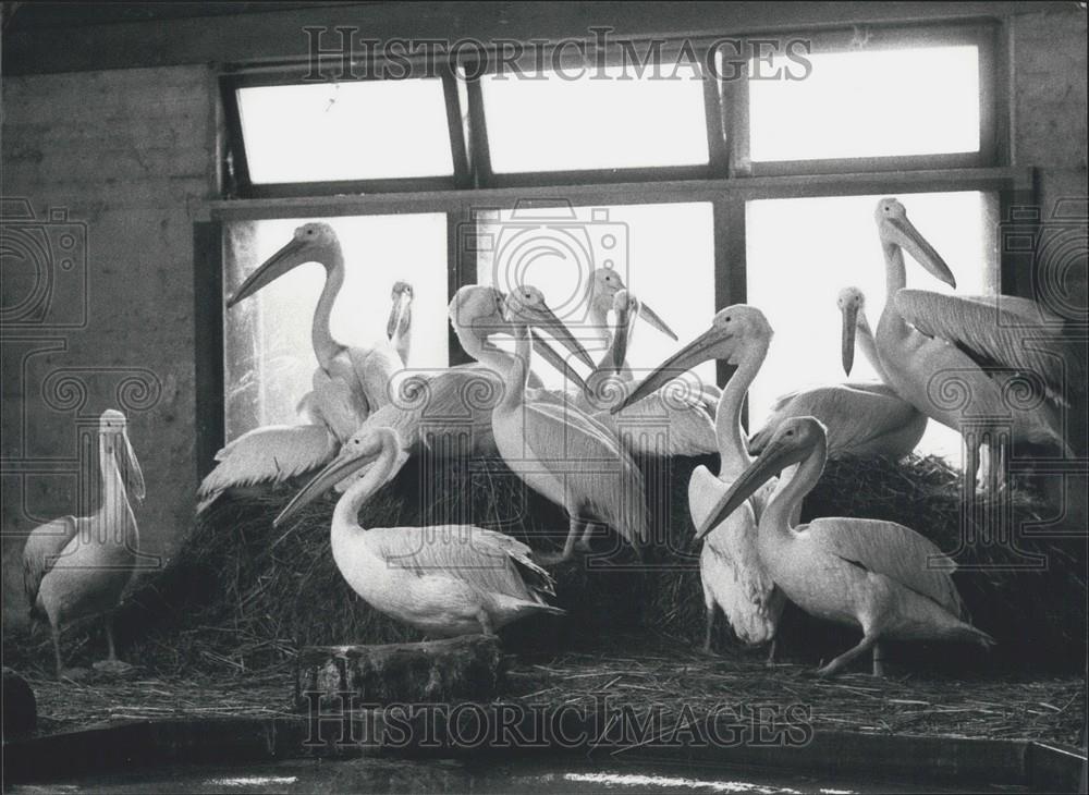 1986 Press Photo Brooding Pelicans Zoo Basel - Historic Images