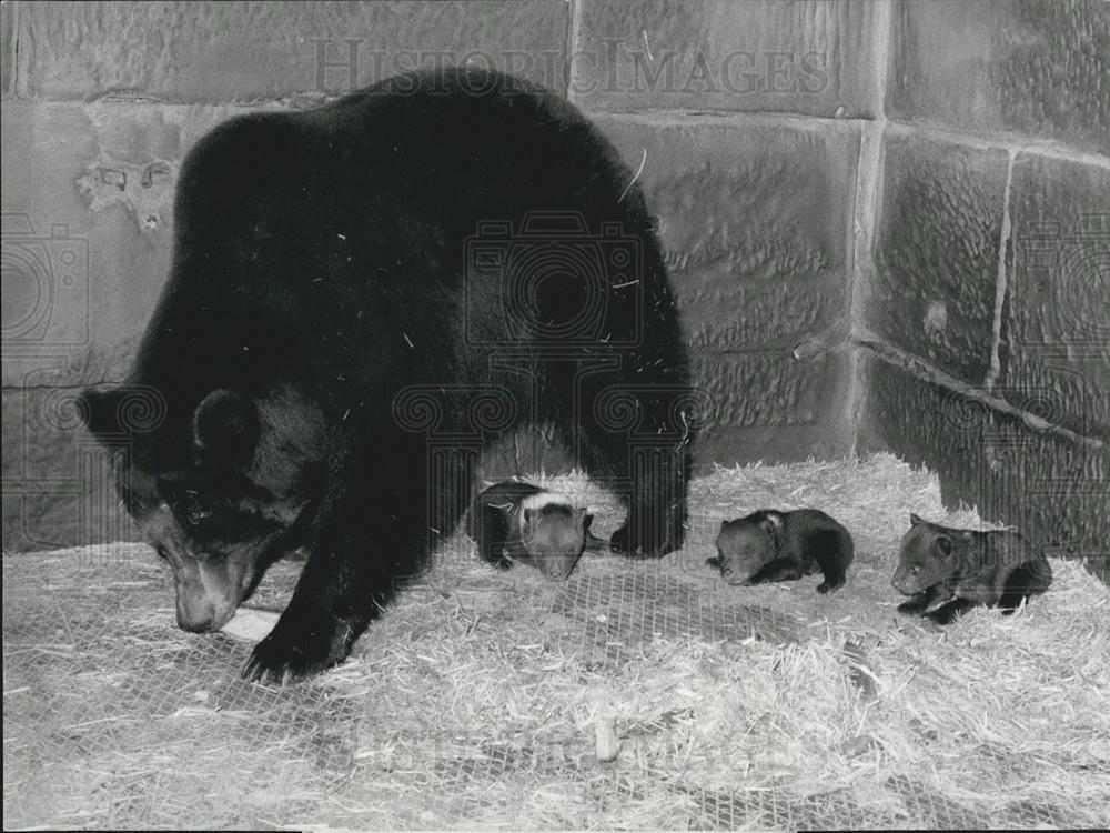 1972 Press Photo Swiss Capital Bern Has Three More Bears For Zoos - Historic Images