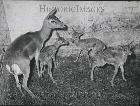 1957 Press Photo Cage of the Indian gazelles with rather shy dear - Historic Images