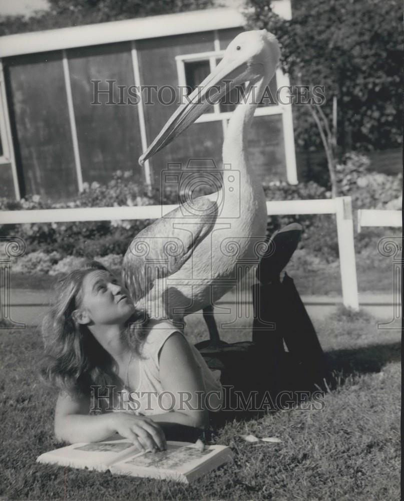 Press Photo Daughter of Zoo Keeper & Pelican - Historic Images