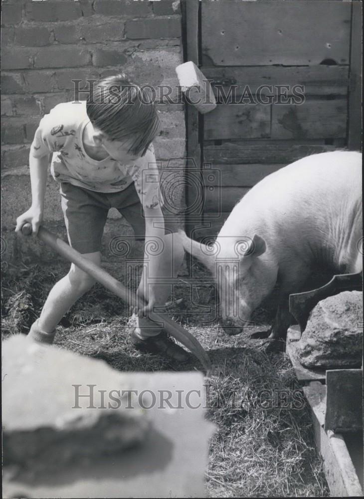 Press Photo John keeps pigs in his back garden - Historic Images