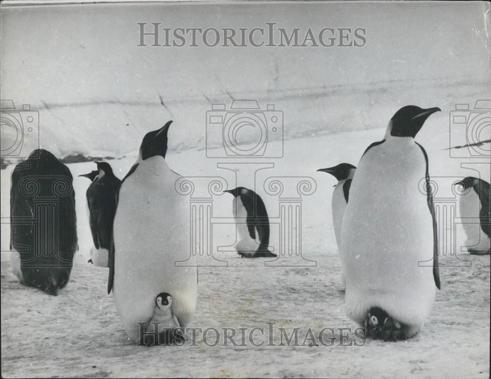 Press Photo Penguins and Babies, Hamburg - Historic Images