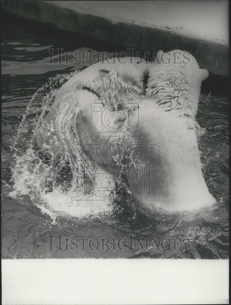 Press Photo Vincennes zoo polar bears - Historic Images