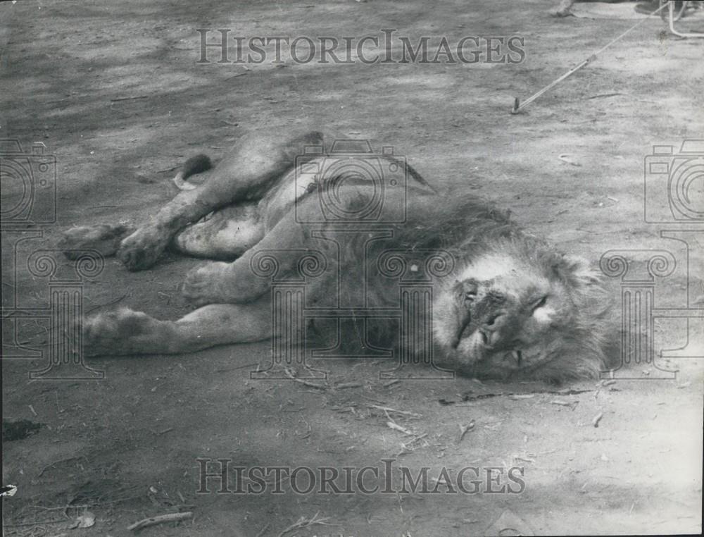 1973 Press Photo Tranquilized Lion Before Being Transported To Africa - Historic Images