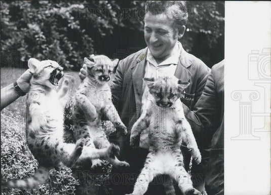 1965 Press Photo 3 Puma Cubs In Frankfurt Zoo Held For Camera - Historic Images