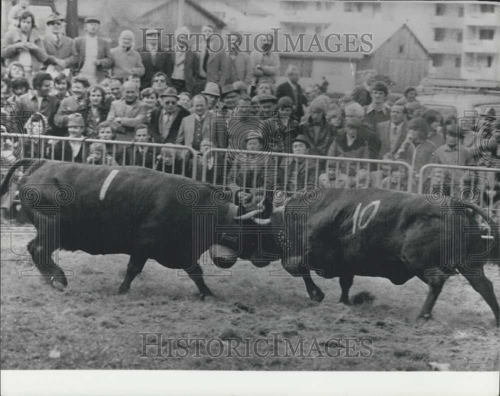 Press Photo Oberwallis, Switzerland, Fight Between Cows, Tradition - Historic Images