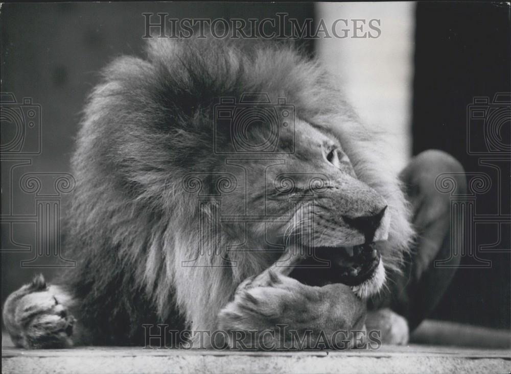 Press Photo The London zoo,lion and his dinner - Historic Images