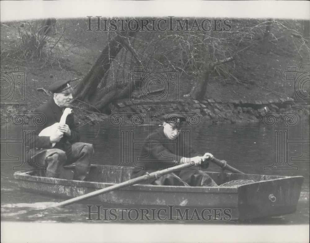 1965 Press Photo &quot;Goldie&quot; Escaped Golden Eagle From London Zoo - Historic Images