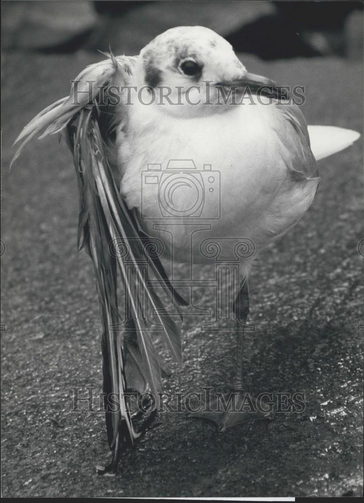 1986 Press Photo Seagull with broken wing from hail storm - Historic Images
