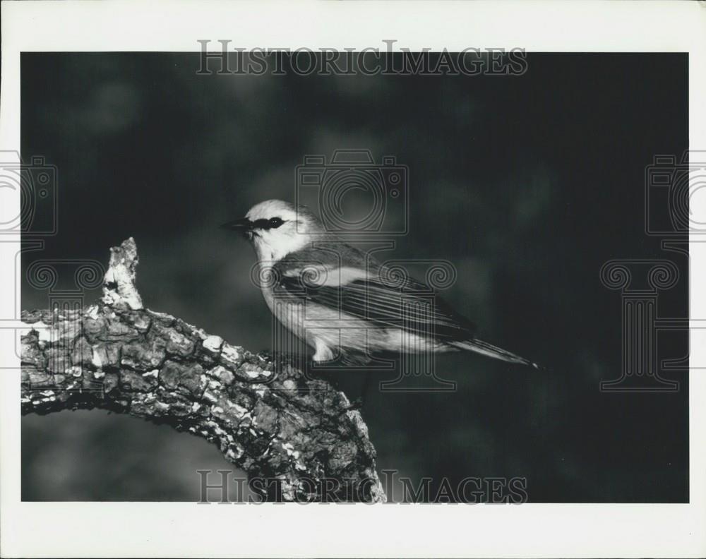 1980 Press Photo Hybrid Bird Brewster&#39;s Warbler - Historic Images