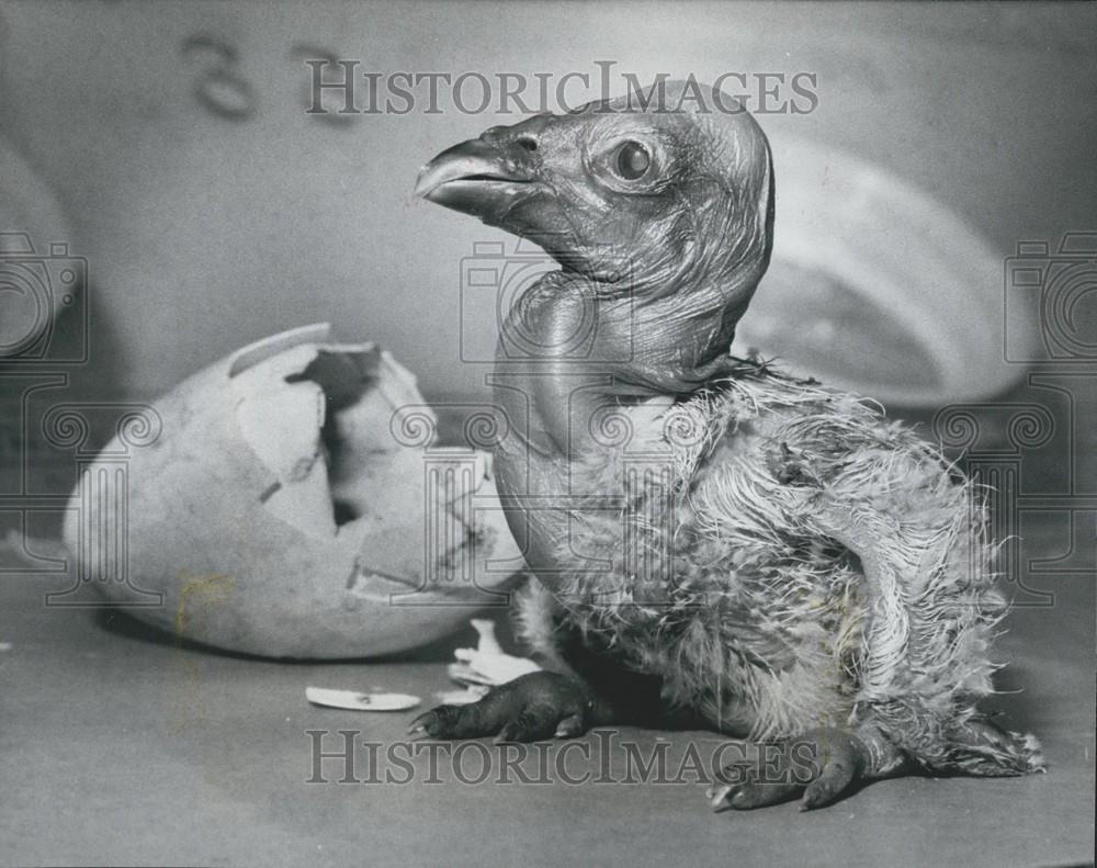 1978 Press Photo New York Bronx Zoo's Andrean Condor Less Than 24 Hrs Old - Historic Images