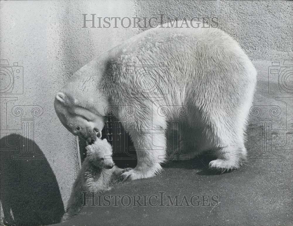 1973 Press Photo Paddiwack takes a dip - Historic Images