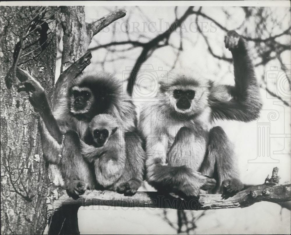 1967 Press Photo Gibbon Monkeys, Paignton Zoo - Historic Images