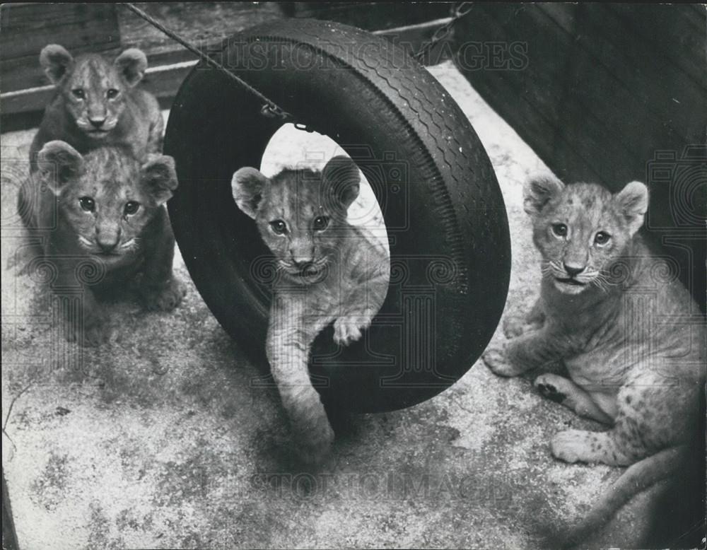 Press Photo Lion cubs at play time - Historic Images