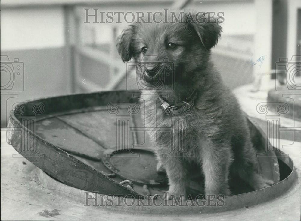 1976 Press Photo Dusty, Collie Puppy, Chelsea, London, Battersea - Historic Images