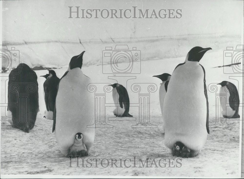 Press Photo Penguins, Babies - Historic Images