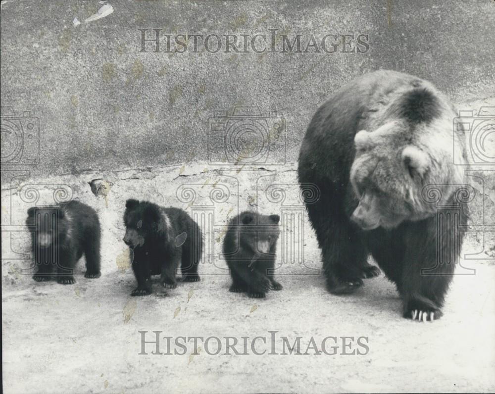 Press Photo Wilma Kodiak Bear Triplets Whipsnade Zoo - Historic Images