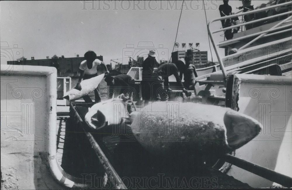 1971 Press Photo Japanese tuna boats - Historic Images