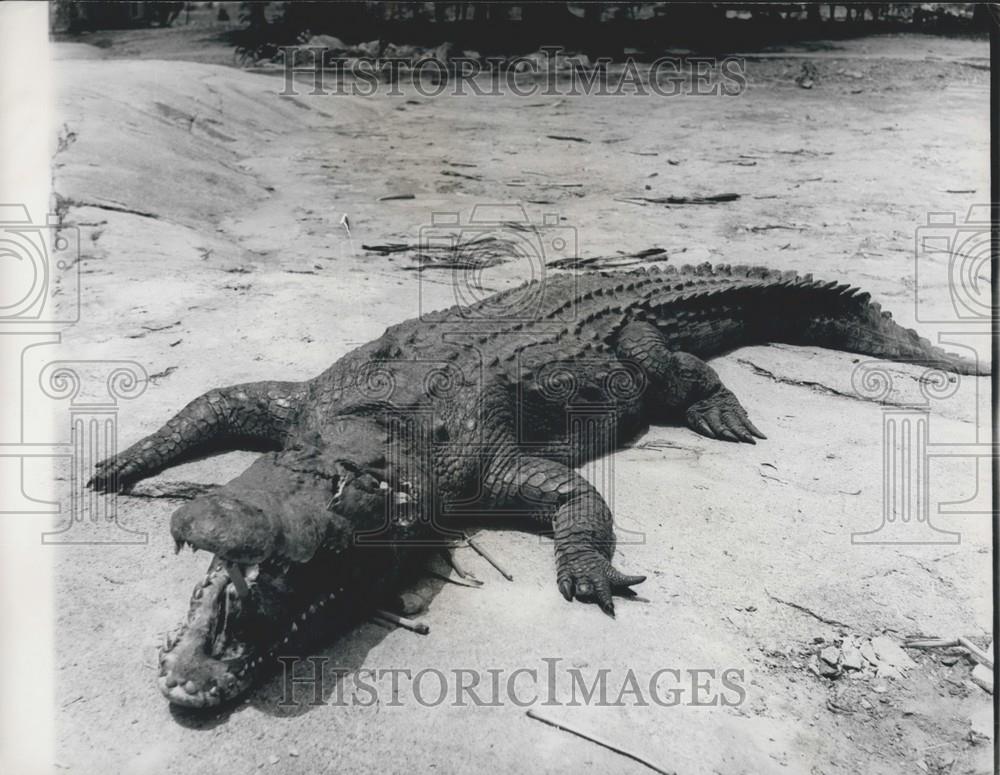 Press Photo Crocodile Hunted South West Africa - Historic Images