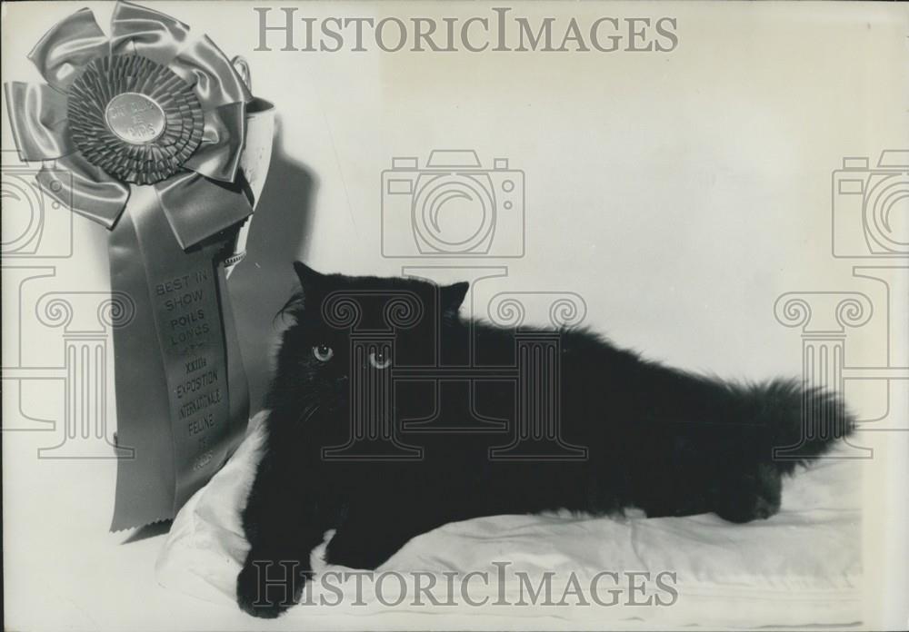 1959 Press Photo Black Persian cat with orange yellow eyes was proclaimed - Historic Images