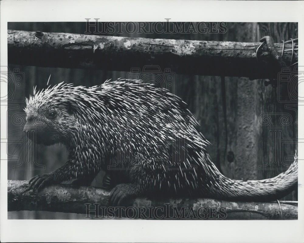 1981 Press Photo Prehensile-Tailed Porcupine San Diego Wild Animal Park - Historic Images