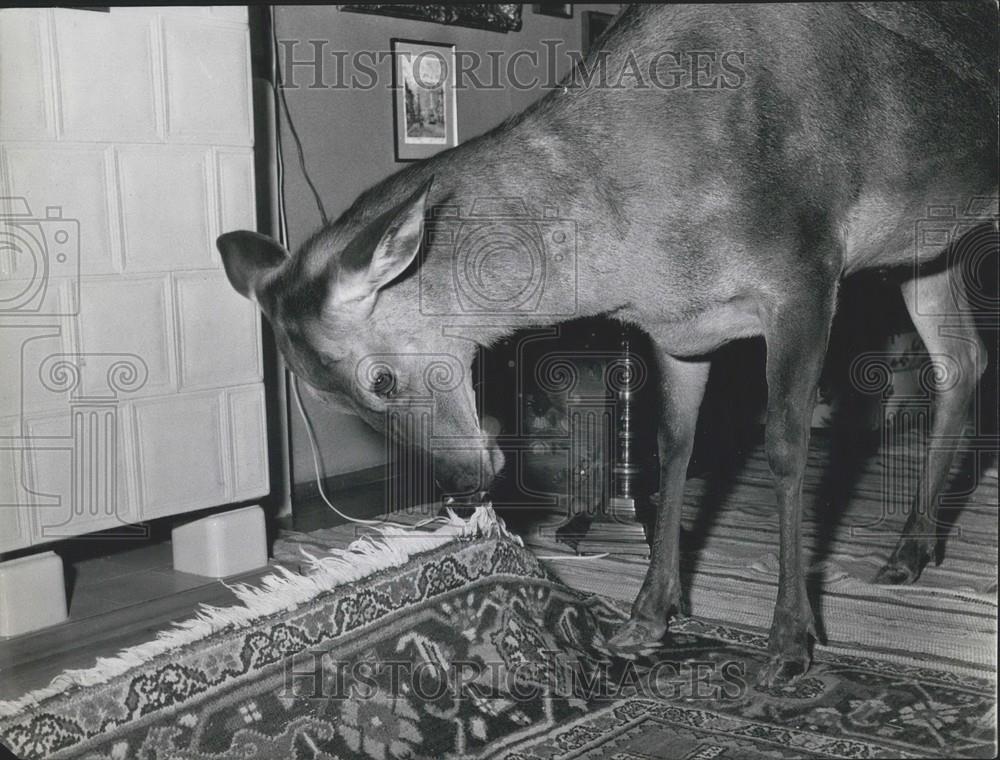 Press Photo A deer as a pet - Historic Images