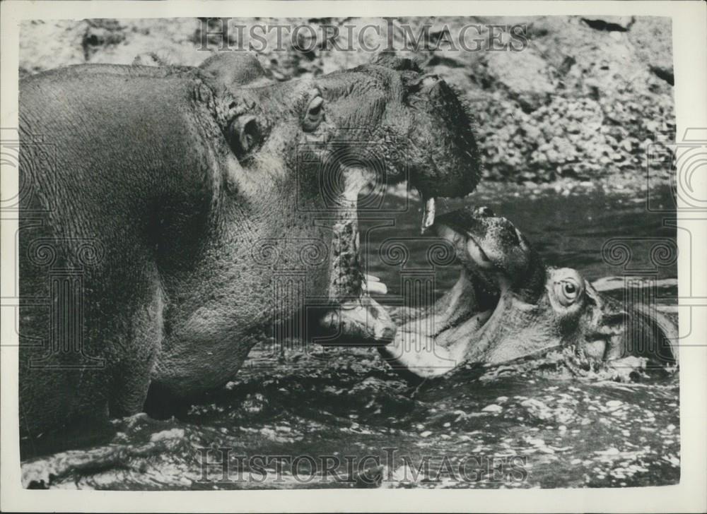 1957 Press Photo Hippopotamus, Whipsnad Zoo - Historic Images