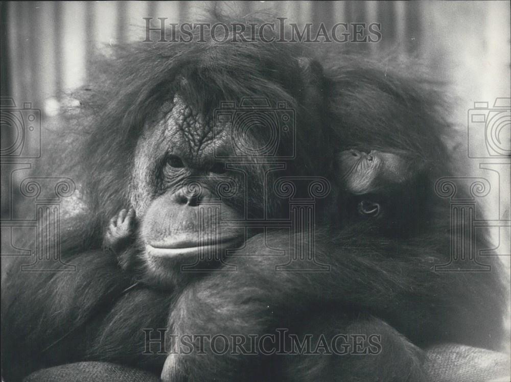 1970 Press Photo An orang-utan and her baby at zoo of Basel (Switzerland). - Historic Images