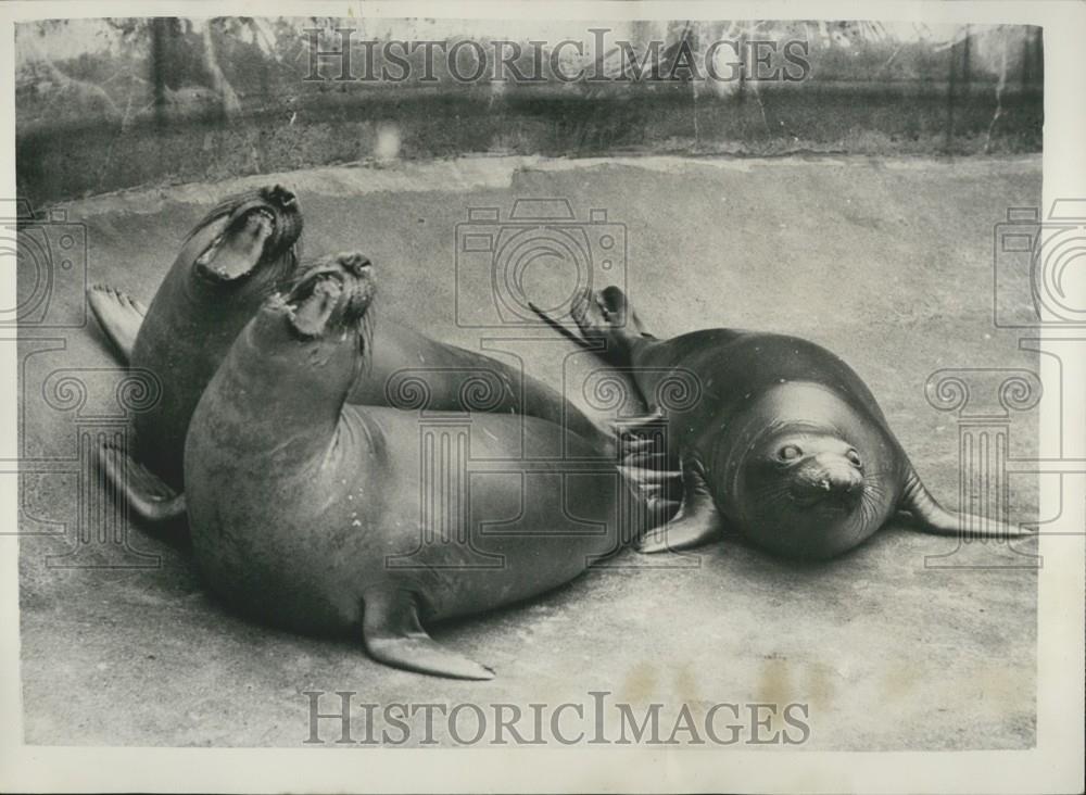 Press Photo Sea Lions, Copenhagen Zoo - Historic Images