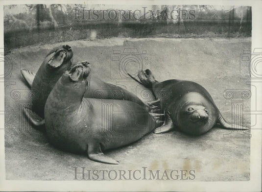 Press Photo Sea Lions, Copenhagen Zoo - Historic Images