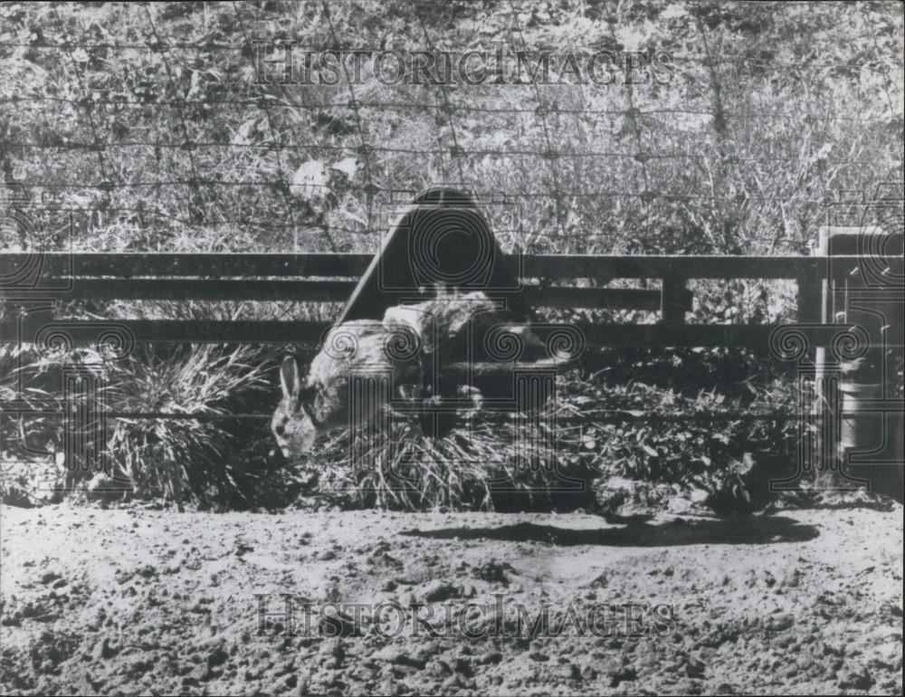 Press Photo Live rabbit tied to the mechanical-hare device - Historic Images