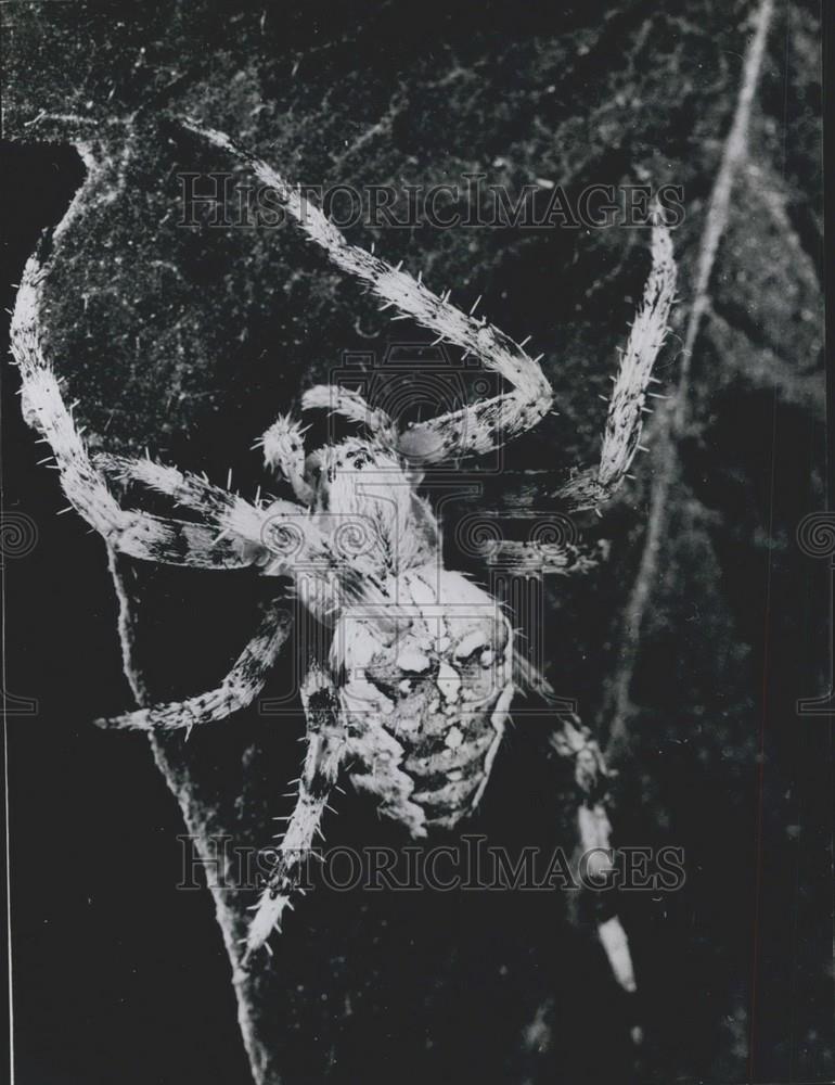 Press Photo Spider Hidden Behind Leaf - Historic Images